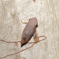 Stenocotis depressa at Downer, ACT - 21 Feb 2021