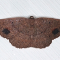 Casbia (genus) (A Geometer moth) at Ainslie, ACT - 25 Feb 2021 by jb2602