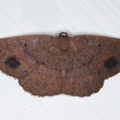 Casbia (genus) (A Geometer moth) at Ainslie, ACT - 25 Feb 2021 by jbromilow50