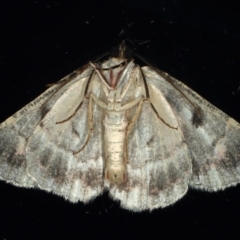 Casbia (genus) at Ainslie, ACT - 25 Feb 2021 10:56 PM
