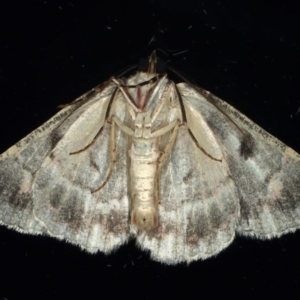Casbia (genus) at Ainslie, ACT - 25 Feb 2021