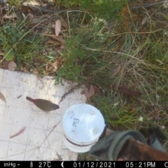 Neochmia temporalis (Red-browed Finch) at Googong, NSW - 12 Jan 2021 by Wandiyali