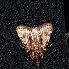 Aglossa caprealis (Small Tabby, Stored Grain Moth) at Sullivans Creek, Lyneham South - 26 Feb 2021 by trevorpreston