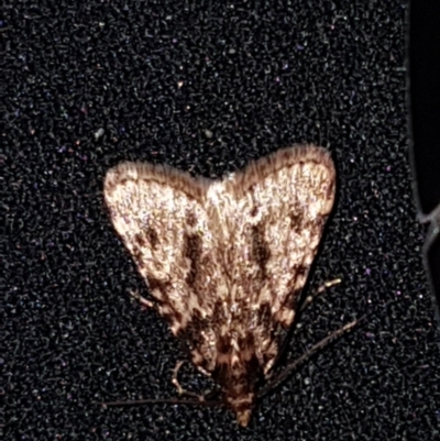 Aglossa caprealis (Small Tabby, Stored Grain Moth) at Sullivans Creek, Lyneham South - 26 Feb 2021 by trevorpreston