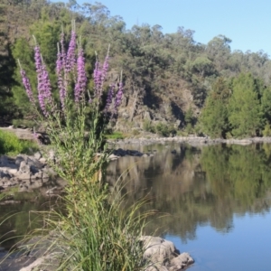 Lythrum salicaria at Stromlo, ACT - 20 Jan 2021 07:07 PM