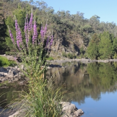 Lythrum salicaria (Purple Loosestrife) at Stony Creek - 20 Jan 2021 by michaelb