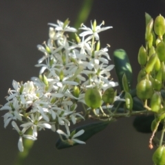 Bursaria spinosa (Native Blackthorn, Sweet Bursaria) at Uriarra Village, ACT - 20 Jan 2021 by michaelb