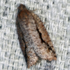Meritastis undescribed species (A Tortricid moth) at O'Connor, ACT - 22 Feb 2021 by ibaird