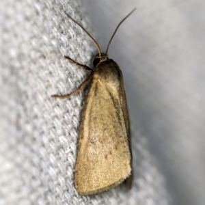 Heliocheilus moribunda at O'Connor, ACT - 22 Feb 2021 10:21 PM