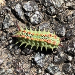 Doratifera quadriguttata and casta at Hall, ACT - 26 Feb 2021