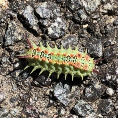 Doratifera quadriguttata and casta (Four-spotted Cup Moth) at Hall, ACT - 26 Feb 2021 by KMcCue