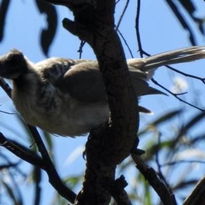 Philemon corniculatus (Noisy Friarbird) at Aranda, ACT - 26 Feb 2021 by KMcCue
