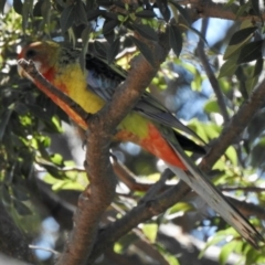 Platycercus eximius (Eastern Rosella) at Aranda, ACT - 26 Feb 2021 by KMcCue