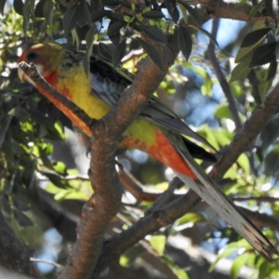 Platycercus eximius (Eastern Rosella) at Aranda, ACT - 26 Feb 2021 by KMcCue