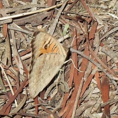 Junonia villida (Meadow Argus) at Hall, ACT - 25 Feb 2021 by KMcCue