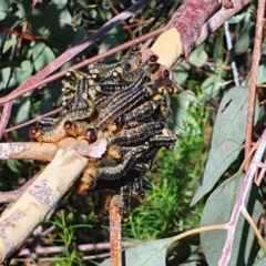 Perginae sp. (subfamily) (Unidentified pergine sawfly) at Cooleman Ridge - 22 Feb 2021 by ChrisHolder