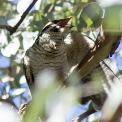 Eudynamys orientalis (Pacific Koel) at Hall, ACT - 25 Feb 2021 by AlisonMilton