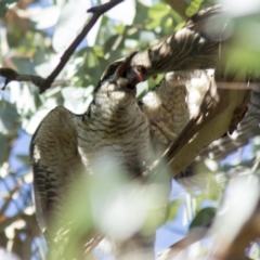 Eudynamys orientalis at Hall, ACT - 26 Feb 2021