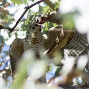 Eudynamys orientalis at Hall, ACT - 26 Feb 2021