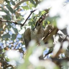 Eudynamys orientalis at Hall, ACT - 26 Feb 2021