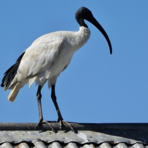 Threskiornis molucca at Hall, ACT - 26 Feb 2021 09:32 AM