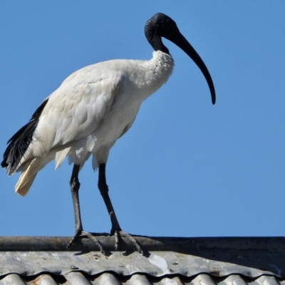 Threskiornis molucca (Australian White Ibis) at Hall, ACT - 26 Feb 2021 by KMcCue