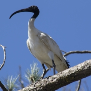 Threskiornis molucca at Hall, ACT - 26 Feb 2021 10:00 AM