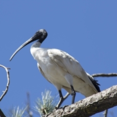 Threskiornis molucca at Hall, ACT - 26 Feb 2021 10:00 AM