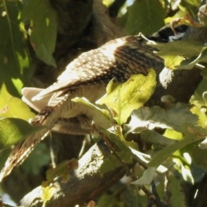 Eudynamys orientalis at Hall, ACT - 26 Feb 2021 09:41 AM