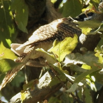 Eudynamys orientalis (Pacific Koel) at Hall, ACT - 26 Feb 2021 by KMcCue