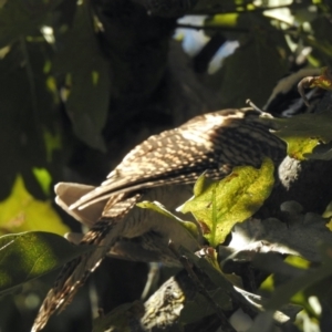 Eudynamys orientalis at Hall, ACT - 26 Feb 2021 09:41 AM