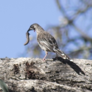 Anthochaera carunculata at Hall, ACT - 26 Feb 2021