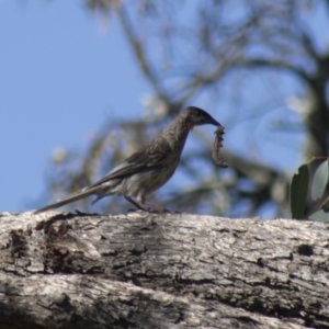 Anthochaera carunculata at Hall, ACT - 26 Feb 2021