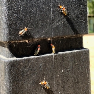 Chauliognathus tricolor at Hall, ACT - 26 Feb 2021