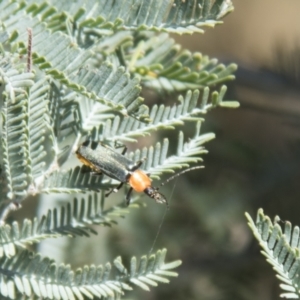 Chauliognathus tricolor at Hall, ACT - 26 Feb 2021