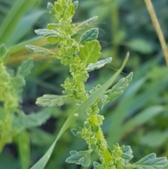 Dysphania pumilio (Small Crumbweed) at Downer, ACT - 26 Feb 2021 by trevorpreston