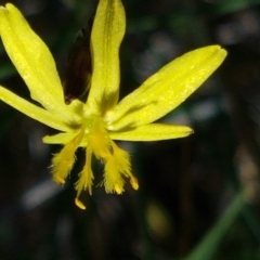 Tricoryne elatior (Yellow Rush Lily) at Downer, ACT - 26 Feb 2021 by tpreston