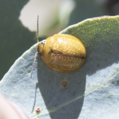 Paropsisterna cloelia (Eucalyptus variegated beetle) at Hall, ACT - 26 Feb 2021 by AlisonMilton