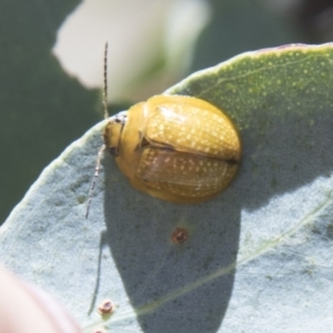 Paropsisterna cloelia at Hall, ACT - 26 Feb 2021