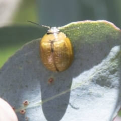 Paropsisterna cloelia at Hall, ACT - 26 Feb 2021