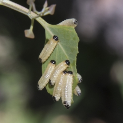 Paropsis atomaria (Eucalyptus leaf beetle) at Hall, ACT - 26 Feb 2021 by AlisonMilton