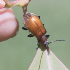 Ecnolagria grandis (Honeybrown beetle) at Hall, ACT - 25 Feb 2021 by AlisonMilton