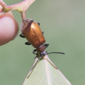 Ecnolagria grandis at Hall, ACT - 26 Feb 2021