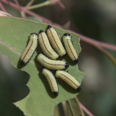 Paropsisterna cloelia (Eucalyptus variegated beetle) at Hall, ACT - 26 Feb 2021 by AlisonMilton