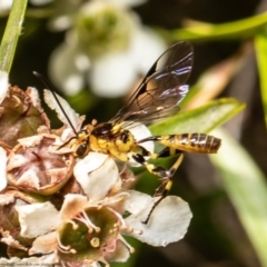 Xanthopimpla sp. (genus) (A yellow Ichneumon wasp) at ANBG - 26 Feb 2021 by Roger