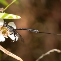 Gasteruption sp. (genus) (Gasteruptiid wasp) at Acton, ACT - 26 Feb 2021 by Roger