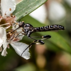 Zaclava sp. (genus) (Zaclava bee fly) at Acton, ACT - 26 Feb 2021 by Roger