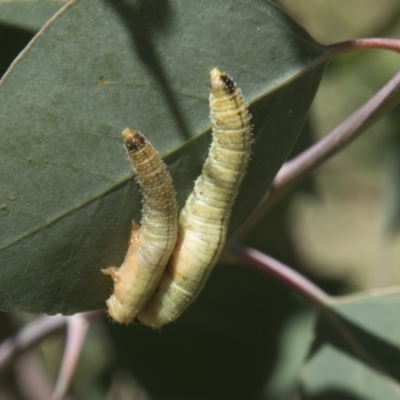 Perginae sp. (subfamily) (Unidentified pergine sawfly) at Hall, ACT - 26 Feb 2021 by AlisonMilton