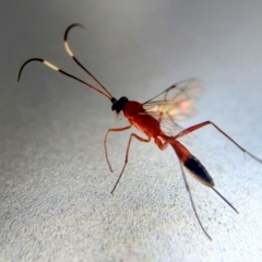 Ctenochares bicolorus (Black-tipped orange ichneumon) at ANU Banks Precinct - 26 Feb 2021 by Angus44