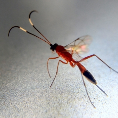 Ctenochares bicolorus (Black-tipped orange ichneumon) at Australian National University - 26 Feb 2021 by Angus44